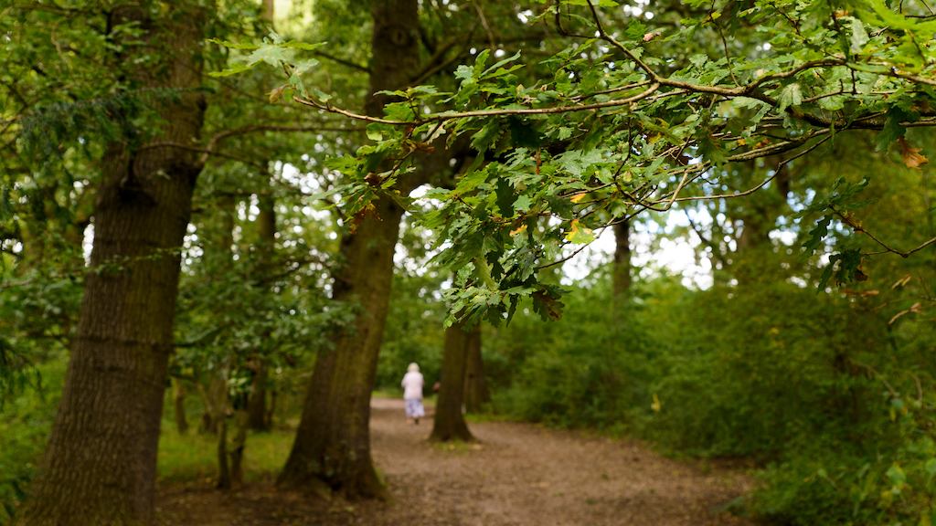 Landscape of a park