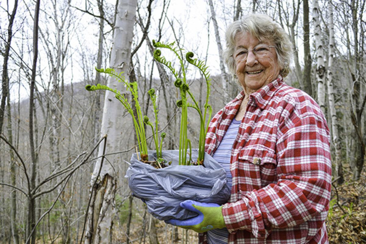 volunteer carrying plant