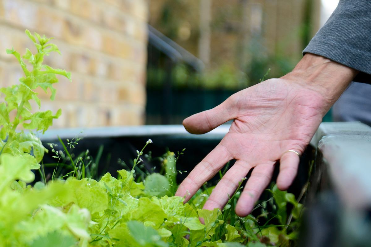 Outstretched hand and garden plant pot