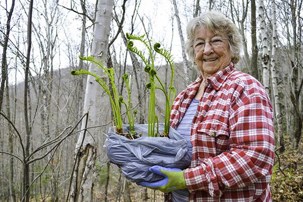 volunteer carrying plant